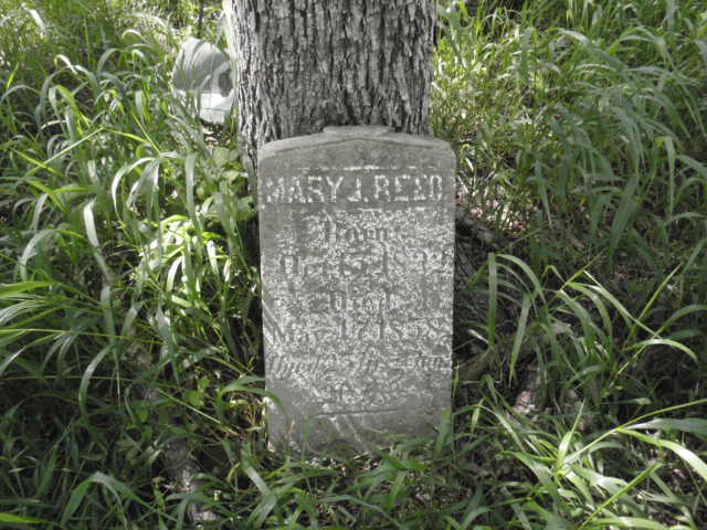 Mary J Reed